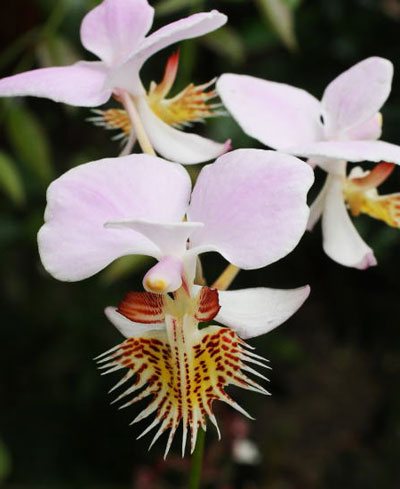 Papilionanthe pedunculata