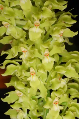 Gomesa recurva