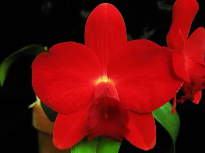 Sophrolaeliocattleya Jillian Lee