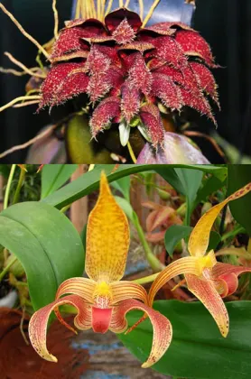 Bulbophyllum phalaenopsis x lobbii