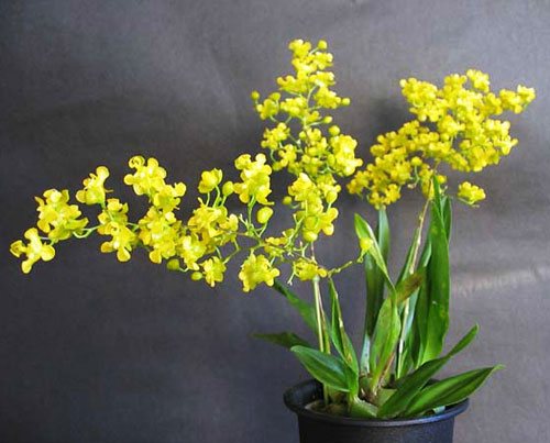 Oncidium cheirophorum