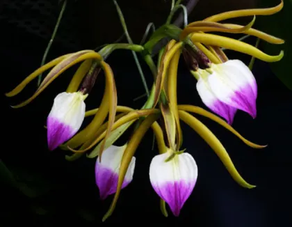 Epidendrum brassavolae