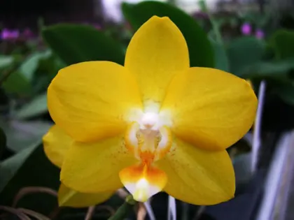 Doritaenopsis Sogo Nihou '#1' x Phalaenopsis I-Hsin Sunflower