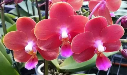 Doritaenopsis Tying Shin Champion 'Tying Shin' x Phalaenopsis Yin's Belliambo 'Paiho #23'
