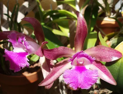 Laelia praestans x Brassavola digbyana