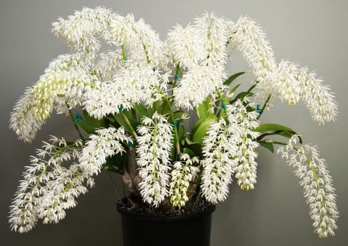 Dendrobium speciosum