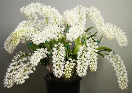 Dendrobium speciosum