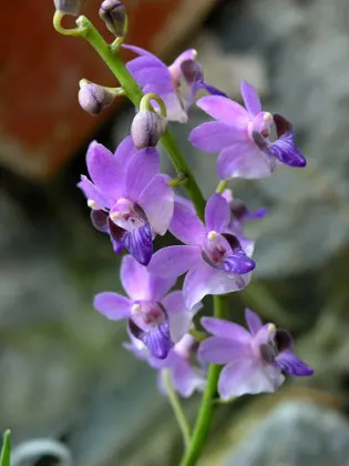 Doritis pulcherrima blue