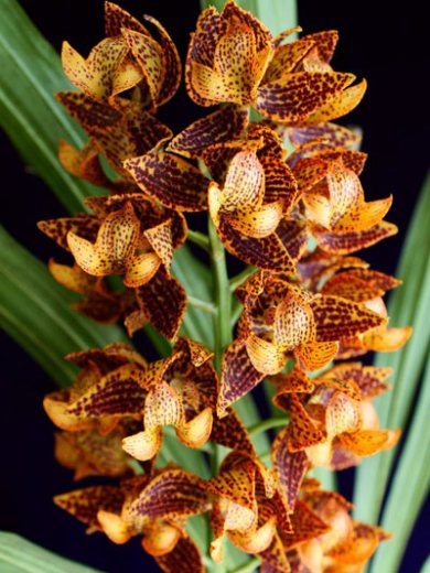 Mormodes sinuata orange