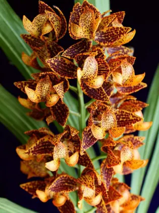 Mormodes sinuata orange