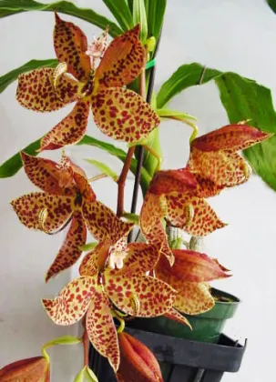 Cycnoches (herrenhusanum x cooperi) x pentadactylon