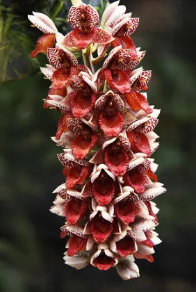 Catasetum denticulatum