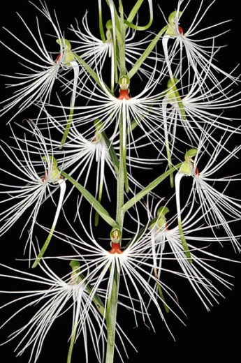Habenaria medusa