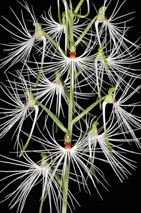 Habenaria medusa