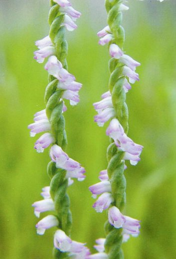 Spiranthes sinensis alba