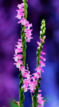 Spiranthes sinensis