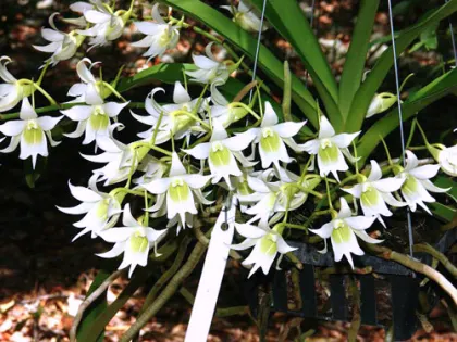 Sobennikoffia humbertiana