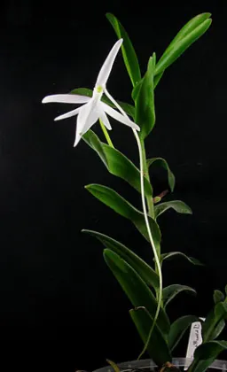 Jumellea confusa