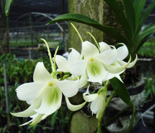 Sobennikoffia robusta