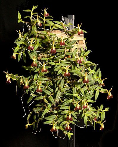 Epidendrum porpax