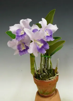 Laeliocattleya Final Blue 'Royal Purple' (Lc. Blue Dynasty x C.walkeriana)