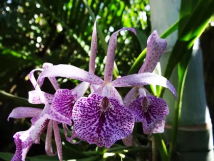 Kirchara Jairak Kiss Spot Lip