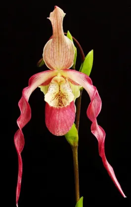 Phragmipedium caudatum x fischeri