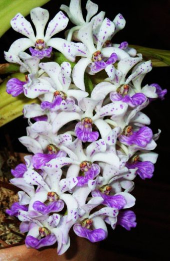 Rhynchostylis gigantea Blue