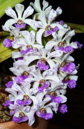 Rhynchostylis gigantea Blue