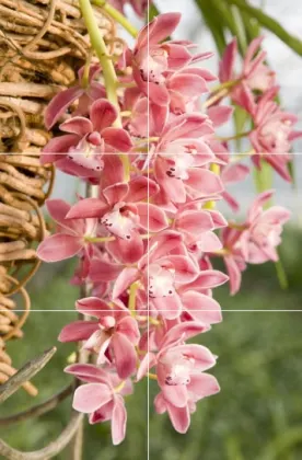 Cymbidium cascade 'Sakura'