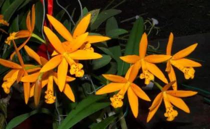 Brassavola flagellaris x Potinara Esther Costa 'Orange Fantasy'