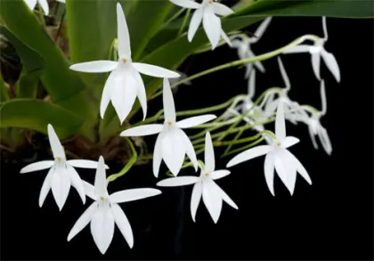 Jumellea arachnantha