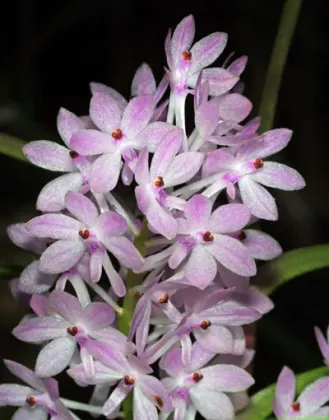 Ascocentrum christensonianum