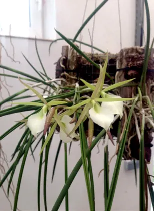 Brassavola Little Star x Brassavola perrinii