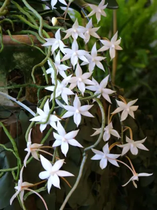 Aerangis stylosa x articulata