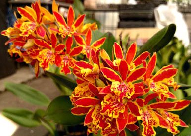 Epicatanthe Gold Coast