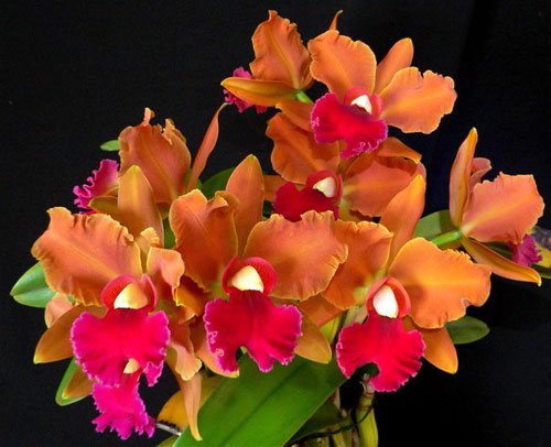 Laeliocattleya Elizabeth Fulton 'Michel'