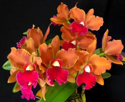 Laeliocattleya Elizabeth Fulton 'Michel'