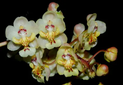 Oncidium stramineum