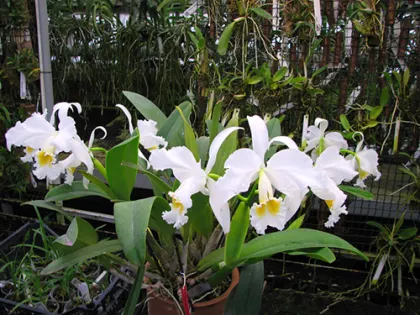 Cattleya gaskelliana alba x self