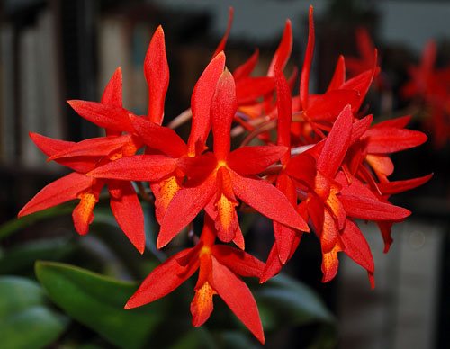 Laeliocattleya Rojo