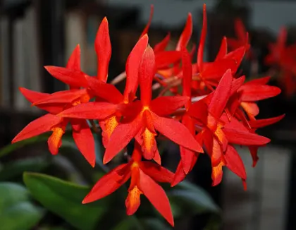 Laeliocattleya Rojo