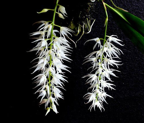 Warmingia eugenii