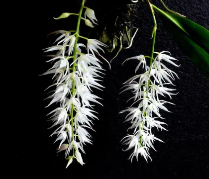 Warmingia eugenii