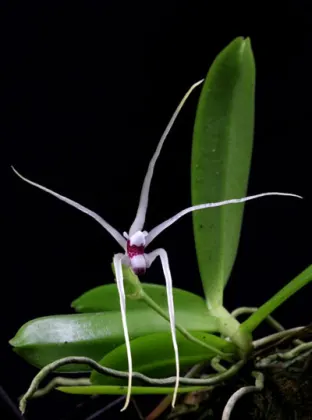 Thrixspermum leucarachne