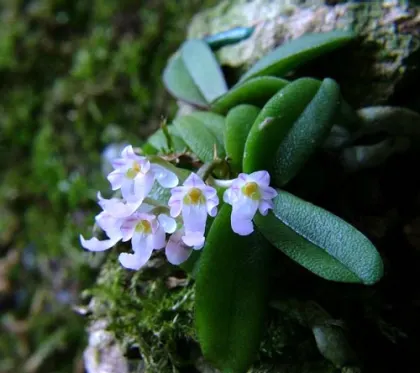 Schoenorchis seidenfadenii