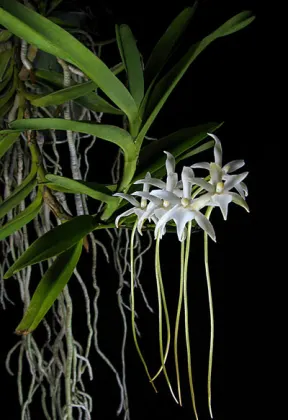 Rangaeris amaniensis