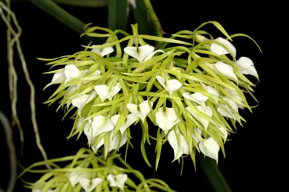 Brassavola nodosa 'Panama Soiree'