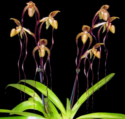 Paphiopedilum Angel Hair (St. Swithin x sanderianum)