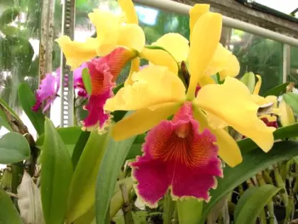 Laeliocattleya Daniris La Tuilerie